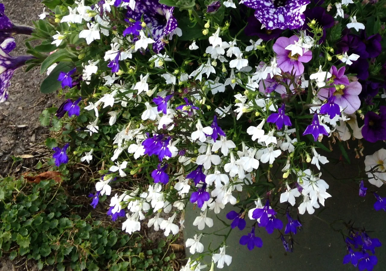 Trailing Lobelia - The Hanging Basket Essential